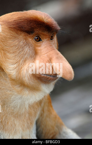 Proboscis Monkey (Nasalis larvatus) dominant oder Alpha Male Portrait mit riesiger Nase, Labuk Bay Sanctuary, Sabah, Malaysia, Borneo Stockfoto