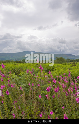 Blick vom Mynydd Illtud gemeinsamen, Brecon-Beacons-Nationalpark Stockfoto