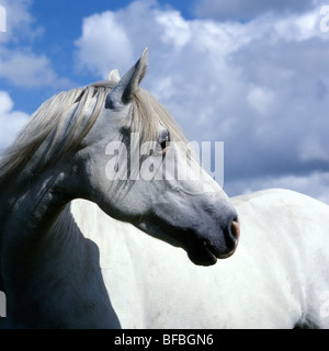 Connemara Pony im Rückblick Stockfoto