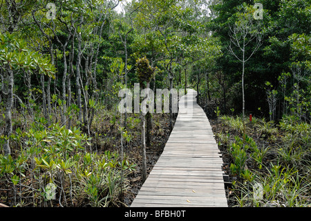 Boardwalk, Board Walk, Wooden Boardwalk, Nature Boardwalk oder erhöhter Wooden Walkway durch den Mangrovenwald in Labuk Bay, Sabah, Malaysia, Borneo Stockfoto