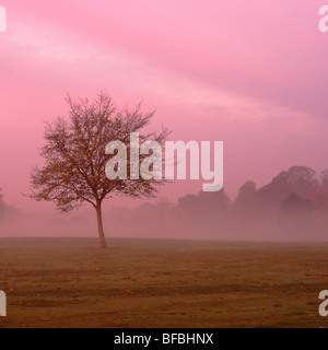 Herbstliche Szene der frühen Morgennebel hinter einem einzigen Baum im November Stockfoto