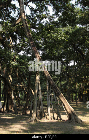 Weltweit zweitgrößte Banyan-Baum in den botanischen Gärten, Kolkata Stockfoto