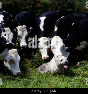 Glen von Imaal Terrier sitzend, beobachtet von einer Herde von Rindern Stockfoto