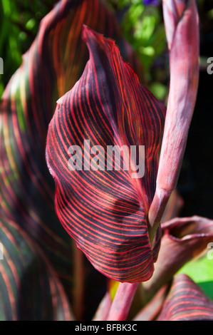 CANNA Leaf Nahaufnahme im RHS Tatton Park Stockfoto