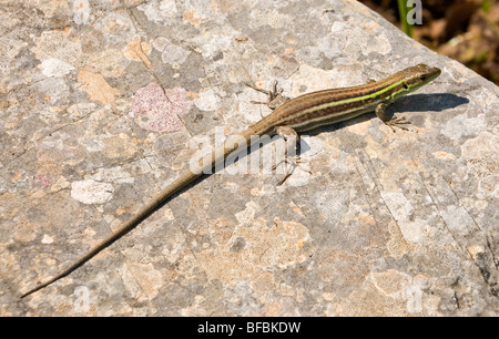 Peloponnes-Mauereidechse (Podarcis Peloponnesiaca), Balkan Smaragdeidechse oder Balkan Smaragd Eidechse, Lacerta Trilineata Halbwüchsige Stockfoto