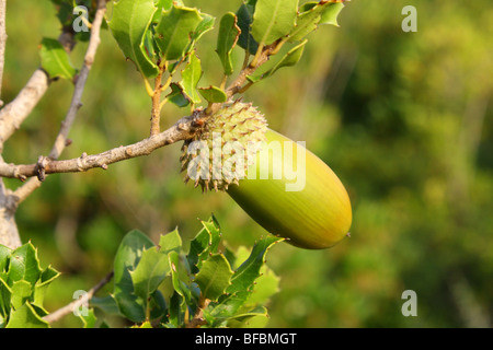 Kermes-Eiche Natur, Berg in der Nähe von Kalamaki. Zante Griechenland 2009 Stockfoto