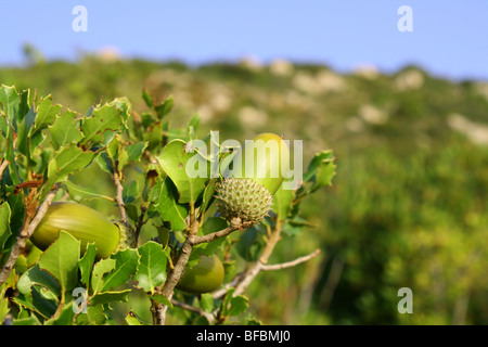 Kermes-Eiche Natur, Berg in der Nähe von Kalamaki. Zakynthos, Griechenland, 2009 Stockfoto