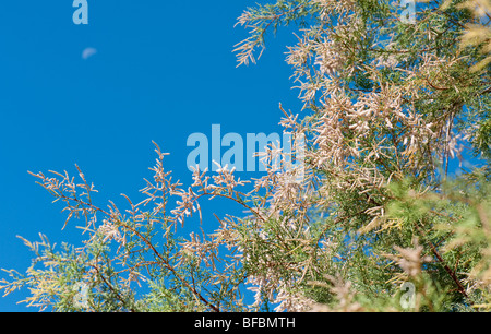 Blühenden Tamarisken Baum und Halbmond in den blauen Himmel am Strand auf einer griechischen Insel Stockfoto