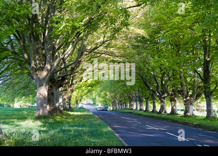 Diese Allee der Buche Bäume säumen die B3082 in der Nähe von Badbury Ringe und führen zu Kingston Lacey House. Wimborne, Dorset. Stockfoto