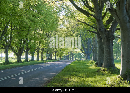 Diese Allee der Buche Bäume säumen die B3082 in der Nähe von Badbury Ringe und führen zu Kingston Lacey House. Wimborne, Dorset. Stockfoto