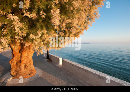 Späten Nachmittag Sonne Shoining auf einem Tamarisk Baum auf einem Laufwerk an einem Strand auf einer griechischen Insel Stockfoto