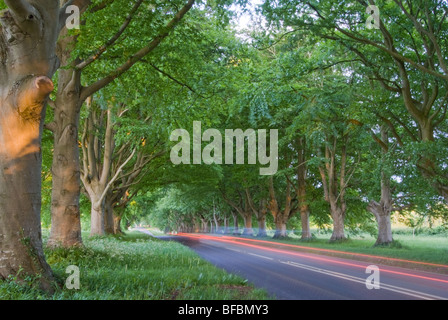 Diese Allee der Buche Bäume säumen die B3082 in der Nähe von Badbury Ringe und führen zu Kingston Lacey House. Wimborne, Dorset. Stockfoto