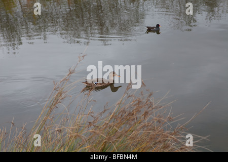 zwei Enten im Teich Stockfoto