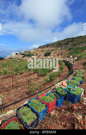 Griechenland Kykladen Sikinos Manalis Weingut Stockfoto