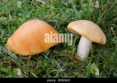 Wiese Waxcap - Hygrocybe pratensis Stockfoto