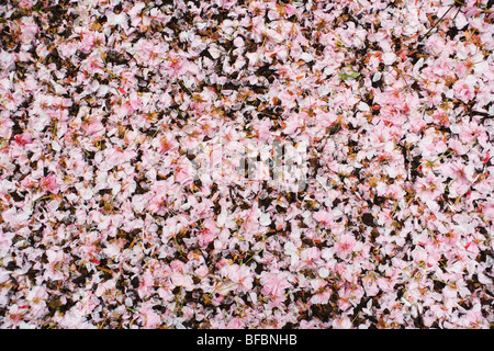 Kirschbaum-Blüten auf dem Boden nach einem Sturz vom Baum verschlechtert. Stockfoto