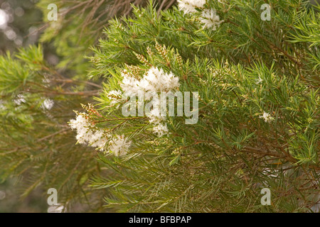 Melaleuca Alternifolia Baum in voller Blüte Stockfoto