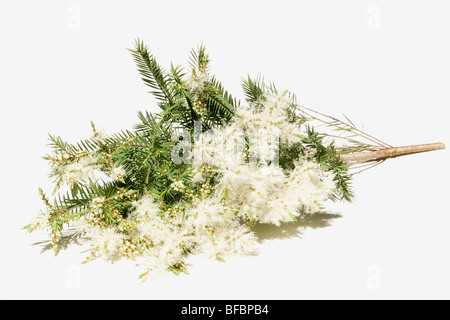 Melaleuca Alternifolia Blüten auf weißem Hintergrund Stockfoto