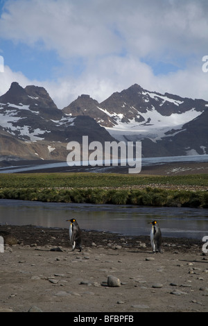 Zwei Königspinguine vor Lucas Glacier, Salisbury Plain, South Georgia Island Stockfoto