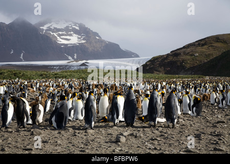 Königspinguine vor Lucas Glacier, Salisbury Plain, South Georgia Island Stockfoto