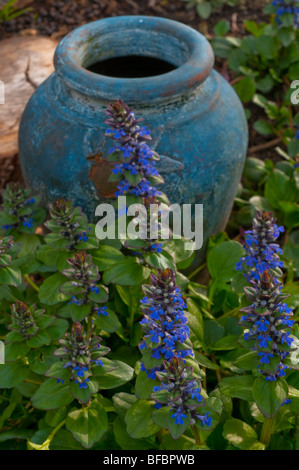 Signalhorn Blume, Ajuga Reptans in Blüte farblich akzentuiert durch einen blauen Topf Stockfoto