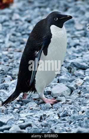 Adelie Pinguin antarktische Halbinsel Hope Bay-Pinguin-Kolonie Stockfoto