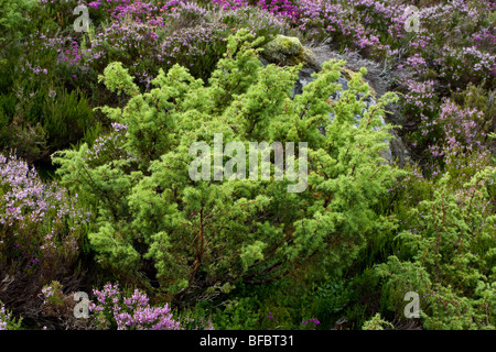Gemeine Wacholder, Juniperus communis Stockfoto