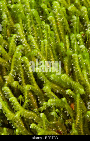 Größere Whipwort, Bazzania trilobata Stockfoto