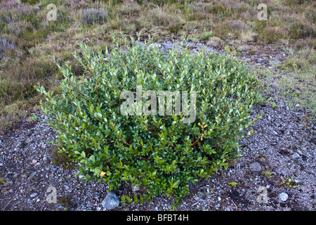 Schleichende Willow, Salix Repens, Stockfoto