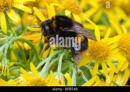 Buff-tailed Hummel, Bombus Terrestris, entstanden neu Königin Stockfoto