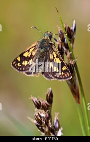 Karierte Skipper Butterfly, Carterocephalus palaemon Stockfoto