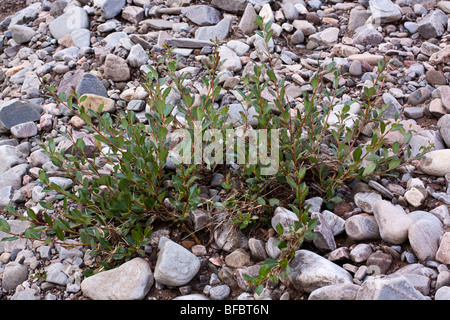 Schleichende Willow, Salix Repens, wachsen auf Fluss-Schindel Stockfoto