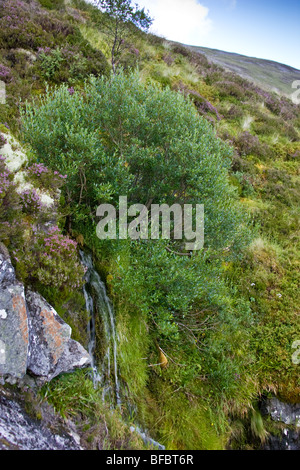 Dunkel-leaved Weide, Salix Mrysinifolia, in montane Lebensraum Stockfoto