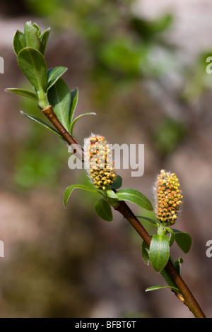 Dunkel-leaved Weide Salix Mrysinifolia, männlichen Kätzchen Stockfoto