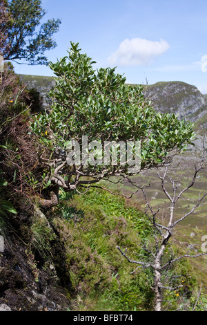 Dunkel-leaved Weide Salix Mrysinifolia in montane Lebensraum Stockfoto