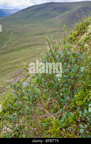 Dunkel-leaved Weide Salix Mrysinifolia in montane Lebensraum Stockfoto