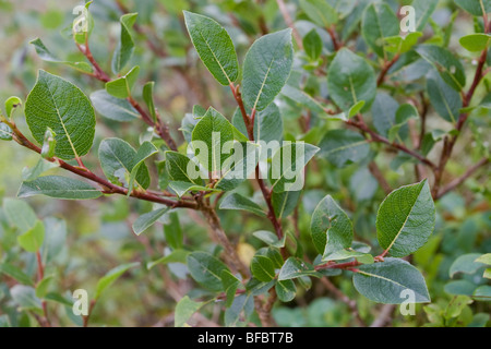 Dunkel-leaved Weide Salix Mrysinifolia, Blatt detail Stockfoto