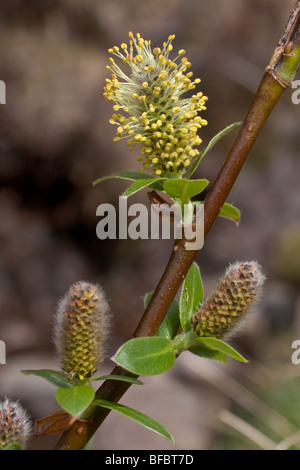 Dunkel-leaved Weide Salix Mrysinifolia, männlichen Kätzchen Stockfoto