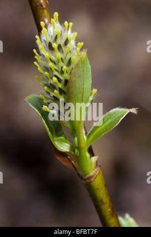 Dunkel-leaved Weide Salix Mrysinifolia, weiblichen Kätzchen Stockfoto