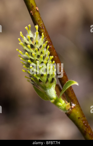 Dunkel-leaved Weide Salix Mrysinifolia, weiblichen Kätzchen Stockfoto