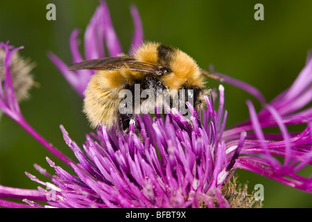 Große gelbe Hummel, Bombus distinguendus Stockfoto