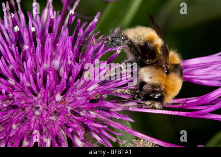 Große gelbe Hummel, Bombus distinguendus Stockfoto