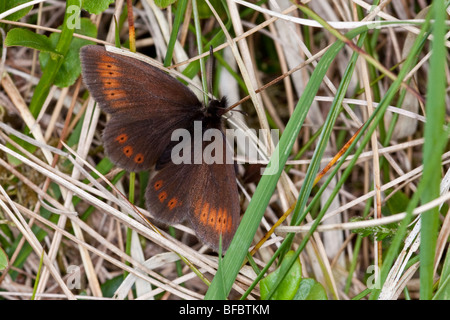 Berg Ringel Schmetterling, Erebia epiphron Stockfoto