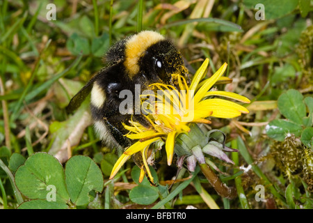 Nördlichen Seeadler Hummel, Bombus Magnus Stockfoto