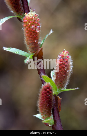 Berg-Weide, Salix Arbuscula, männlichen Kätzchen Stockfoto