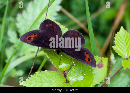 Scotch Argus Schmetterling, Erebia aethiops Stockfoto