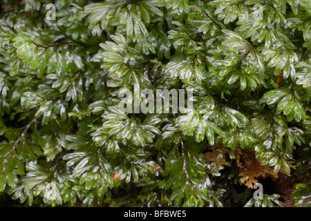 Wilsons Filmy Farn, Hymenophyllum wilsonii Stockfoto