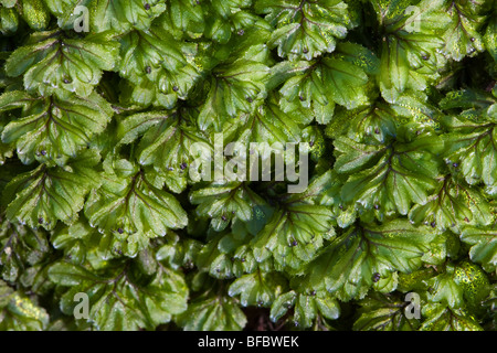 Wilsons Filmy Farn, Hymenophyllum wilsonii Stockfoto