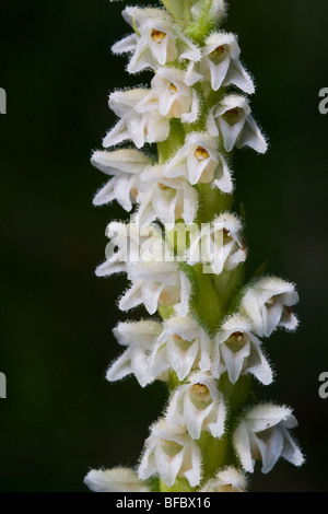 Schleichende Damen Tresses Orchidee, Goodyera repens Stockfoto