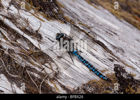 Azure Hawker Libelle, Aeshna caerulea Stockfoto